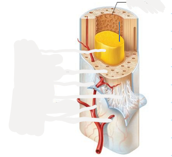 <p>membrane lining the inner surface of the long bone bony wall, helps bones grow, repair, and remodel</p>