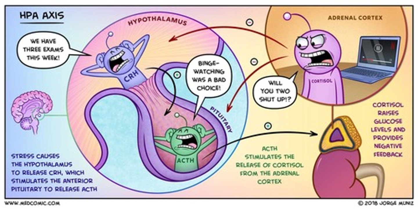 <p>A complex set of interactions among the hypothalamus, pituitary gland, and adrenal glands that regulate various bodily functions.</p>