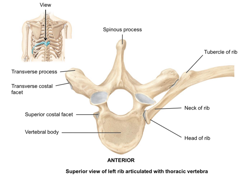 <p>Head of rib</p>
