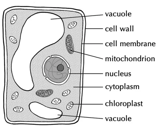 <p>structure of a vacuole</p>