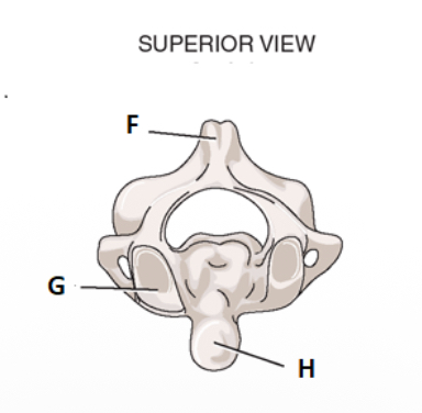 <p> take look at the superior view for C2. label f.</p>