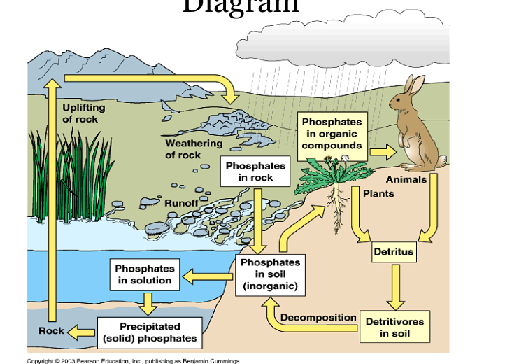 <p>Phosphorus is a nutrient required by all living things.</p><p>Long term cycle: Phosphorous in rocks dissolved in water and carried from land to the ocean then turned into sediments that may be thrusted upwards once again to form new land <br><br>Short term cycle: phospahates in water enter food chain through plants. Plants are eaten by animals. Decomposition of dead organisms put phosphates back into the soil</p>