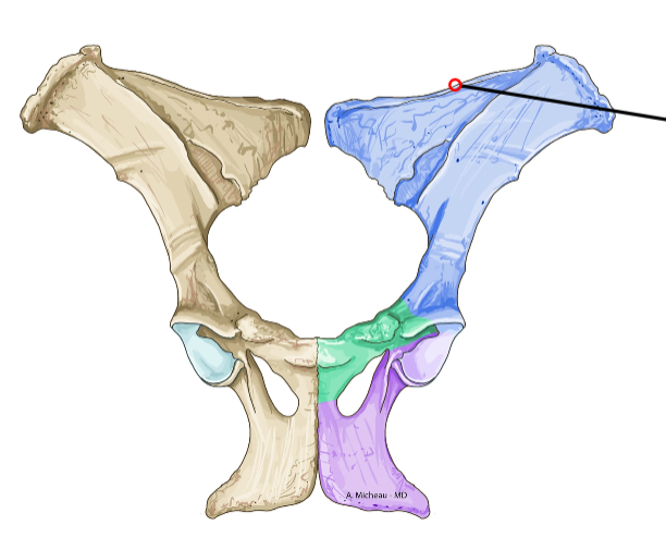<p>Dorsal border of ilium; attachment for abdominal muscles.</p>