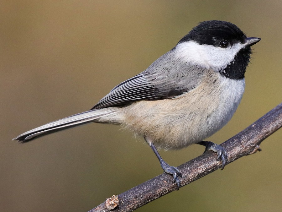 <p>Carolina Chickadee</p>