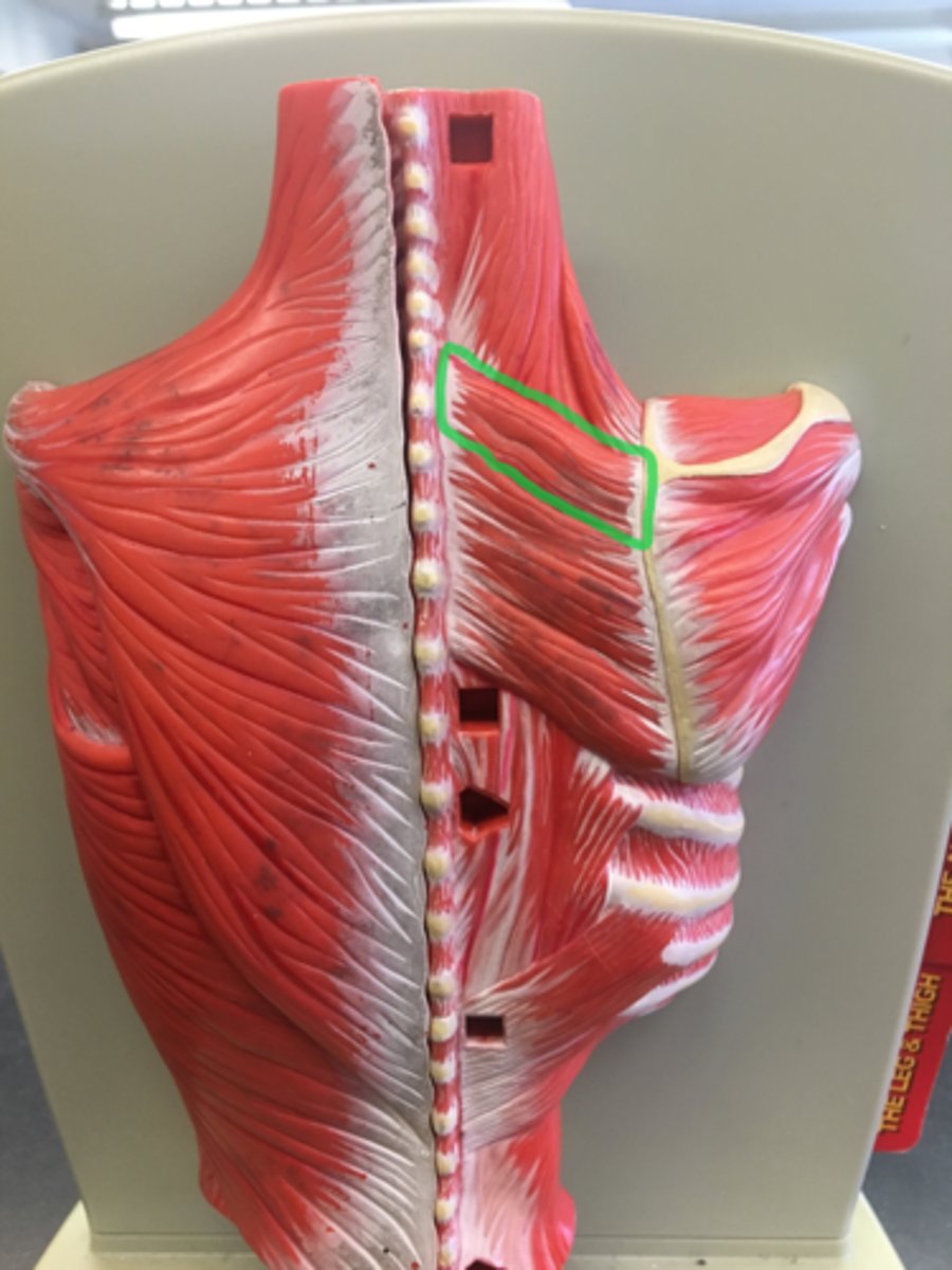 <p>smaller; muscle on the back that connects the scapula with the vertebrae of the spinal column.</p>