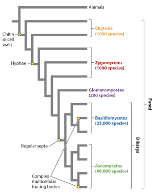 <p>regular septa is a(n) _ trait of the Dikarya group.</p><p>analogous</p><p>homologous</p>
