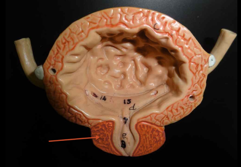 <p>Name the structure</p>