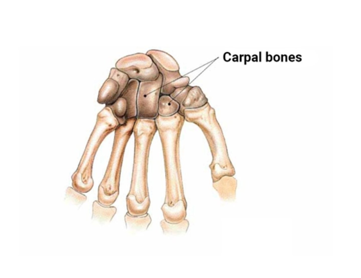 <p>cube-shaped bones of the wrist and ankle</p><p>These bones have a fairly regular square shape.</p><p>They have a thin layer of superficial compact bone filled with much deep spongy bone.</p><p>The carpal bones and tarsal bones are all examples of this classification of bones.</p>