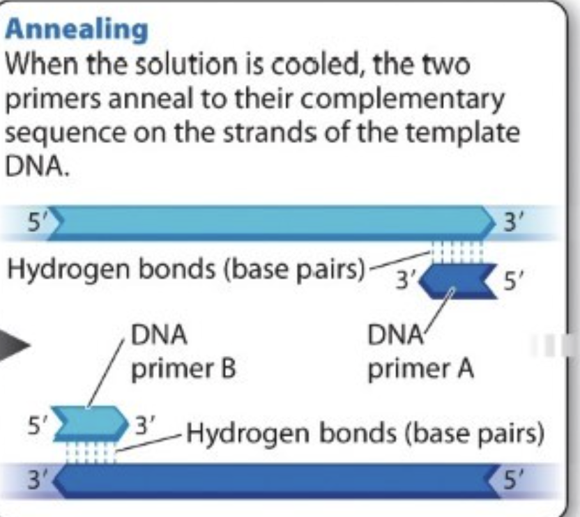 <p></p><ul><li><p>Solution is cooled —&gt; two primers anneal to their complementary sequence on the strands of template DNA</p></li><li><p><span style="background-color: inherit; line-height: 19.55px; color: windowtext;">supply RNA nucleotide primers into the tube of reaction —&gt; Primers will find complementary sequence on the parental strand and anneal (base pair with)</span><span style="line-height: 19.55px; color: windowtext;">&nbsp;</span></p><ul><li><p><span style="background-color: transparent; font-family: &quot;Times New Roman&quot;, serif;">3’ of each primer point toward targeted region → one of primer pairs with one strand of template DNA and other pairs with other strand of template DNA</span></p></li></ul></li><li><p><span style="background-color: transparent; font-family: &quot;Times New Roman&quot;, serif;">two primers bind (anneal) to complementary sequence on DNA&nbsp; </span></p><p></p></li></ul><p></p>