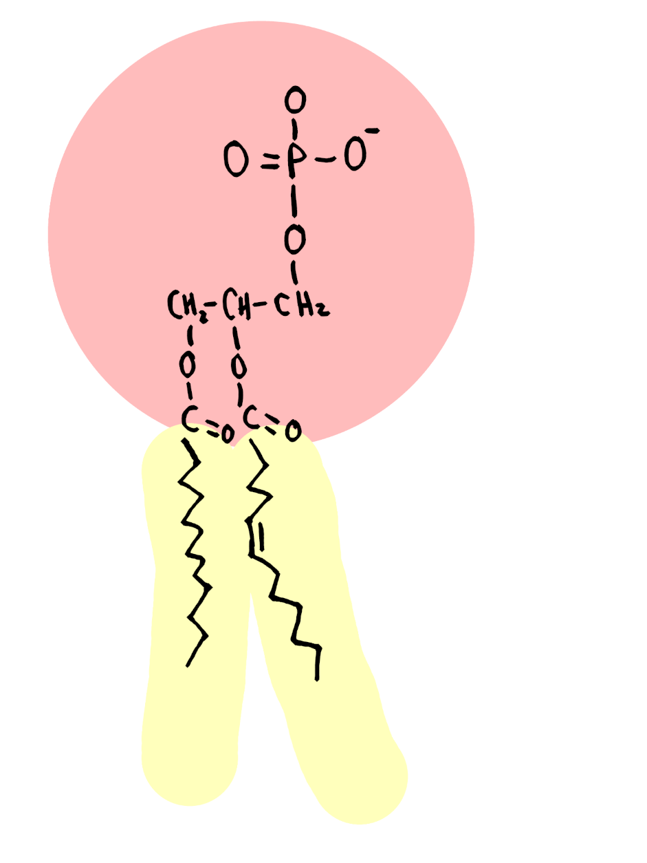 <ul><li><p><strong>Glycerol, 2 fatty acids, phosphate group</strong></p></li><li><p><strong><em>Fatty acid tails</em> </strong>are<strong> <u>hydrophobic</u></strong></p></li><li><p><strong><em>Phosphate head</em> </strong>is<strong> <u>hydrophilic</u></strong></p></li></ul><p></p>