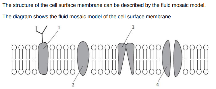 <p>Which of the shaded structures contain both hydrophilic regions and hydrophobic regions? (1) </p><p>A 1 and 2 only</p><p>B 3 and 4 only </p><p>C 1, 2 and 3 only </p><p>D 1, 2, 3 and 4</p>