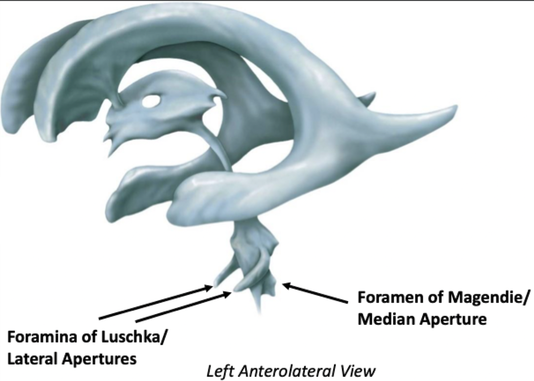 <ul><li><p>﻿﻿There are 3 apertures in the fourth ventricle:</p><ul><li><p>﻿﻿2 Lateral and 1 Median</p></li><li><p>Associated with the pons (the myelencephalon)</p></li></ul></li></ul>