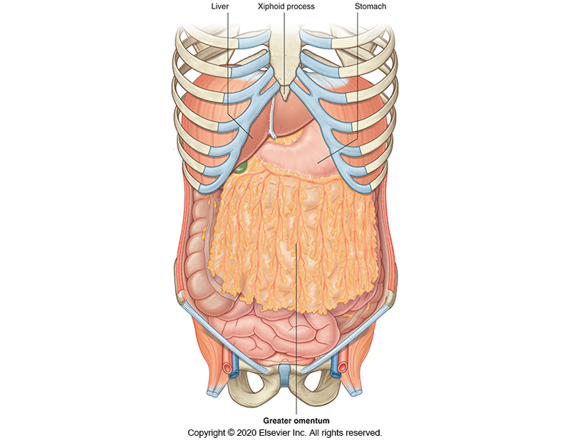 <p>A major reflection or ‘flap’ of the peritoneum which covers the abdominal contents. </p><p>This is the first structure visible if you were to remove the anterior abdominal wall. </p>