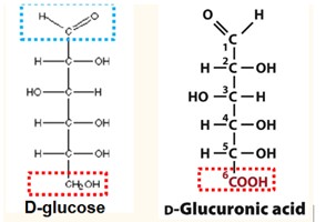 <p>Formation of Uronic Acid</p>