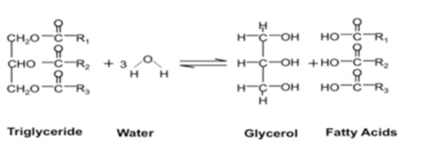 <p>the fat digesting enzymes return three molecules of water to the TG molecule, splitting the fatty acid molecule away from the glycerol</p>