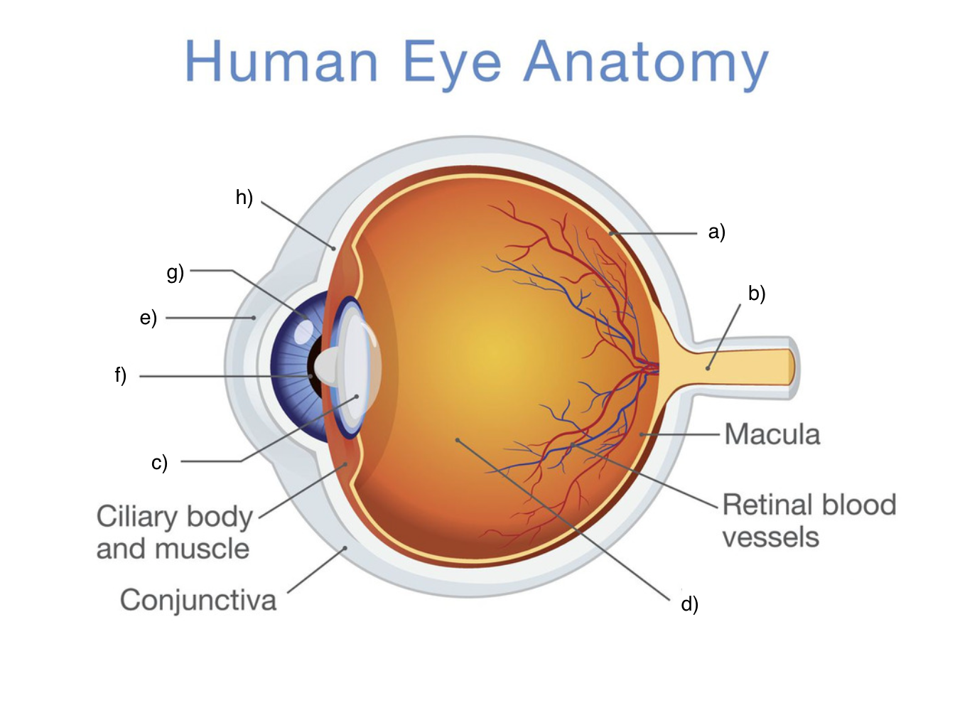 <p>label the eye</p><p>(sclera, cornea, iris, pupil, lens, vitreous humour, retina, optic nerve)</p>