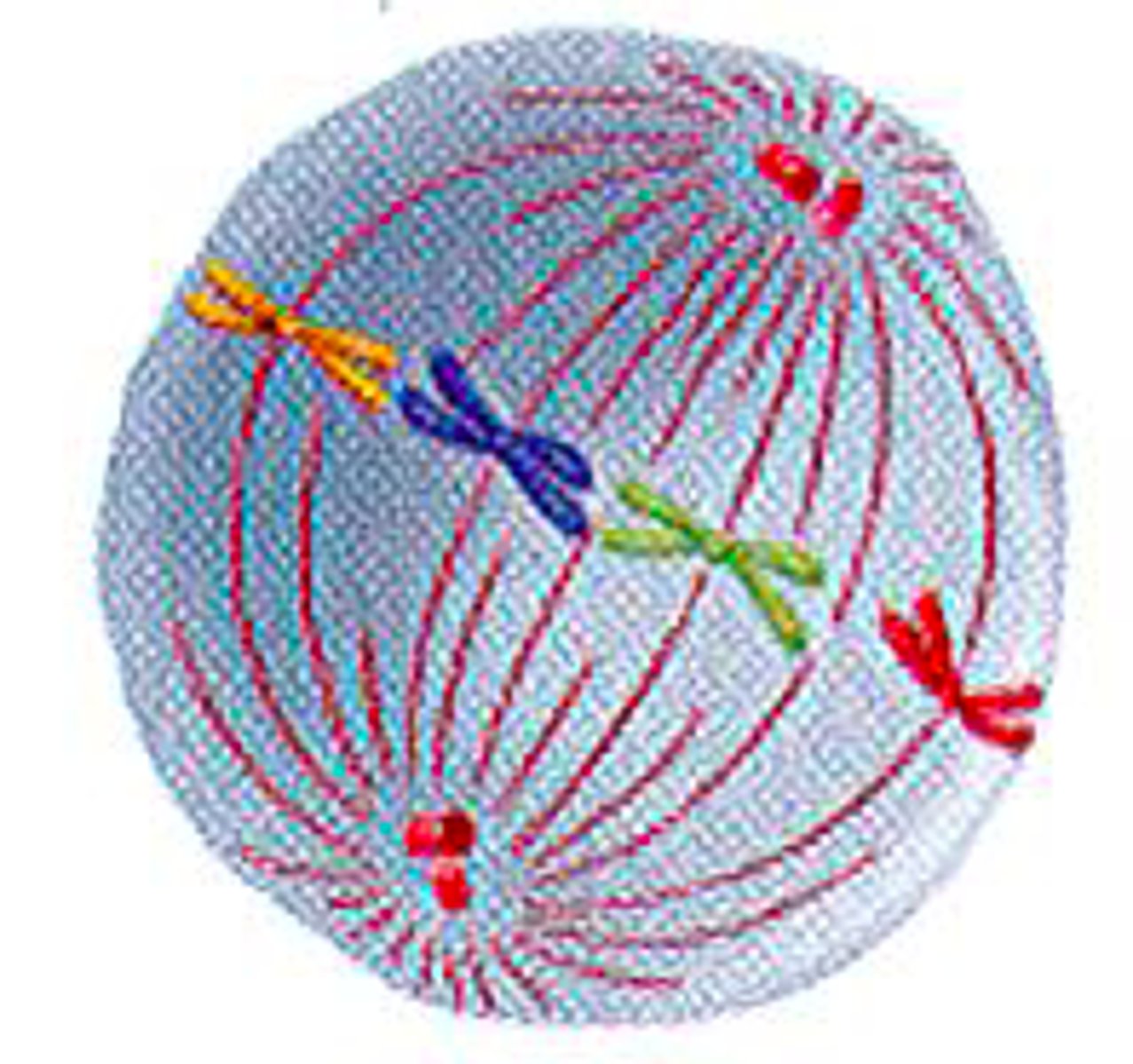 <p>Metaphase</p>