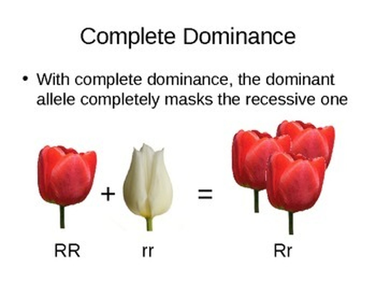<p>type of dominance that occurs when an inherited trait is coded for by a single gene and that gene has two versions, or alleles: the dominant version and the recessive version, where the dominant version masks the recessive version</p>