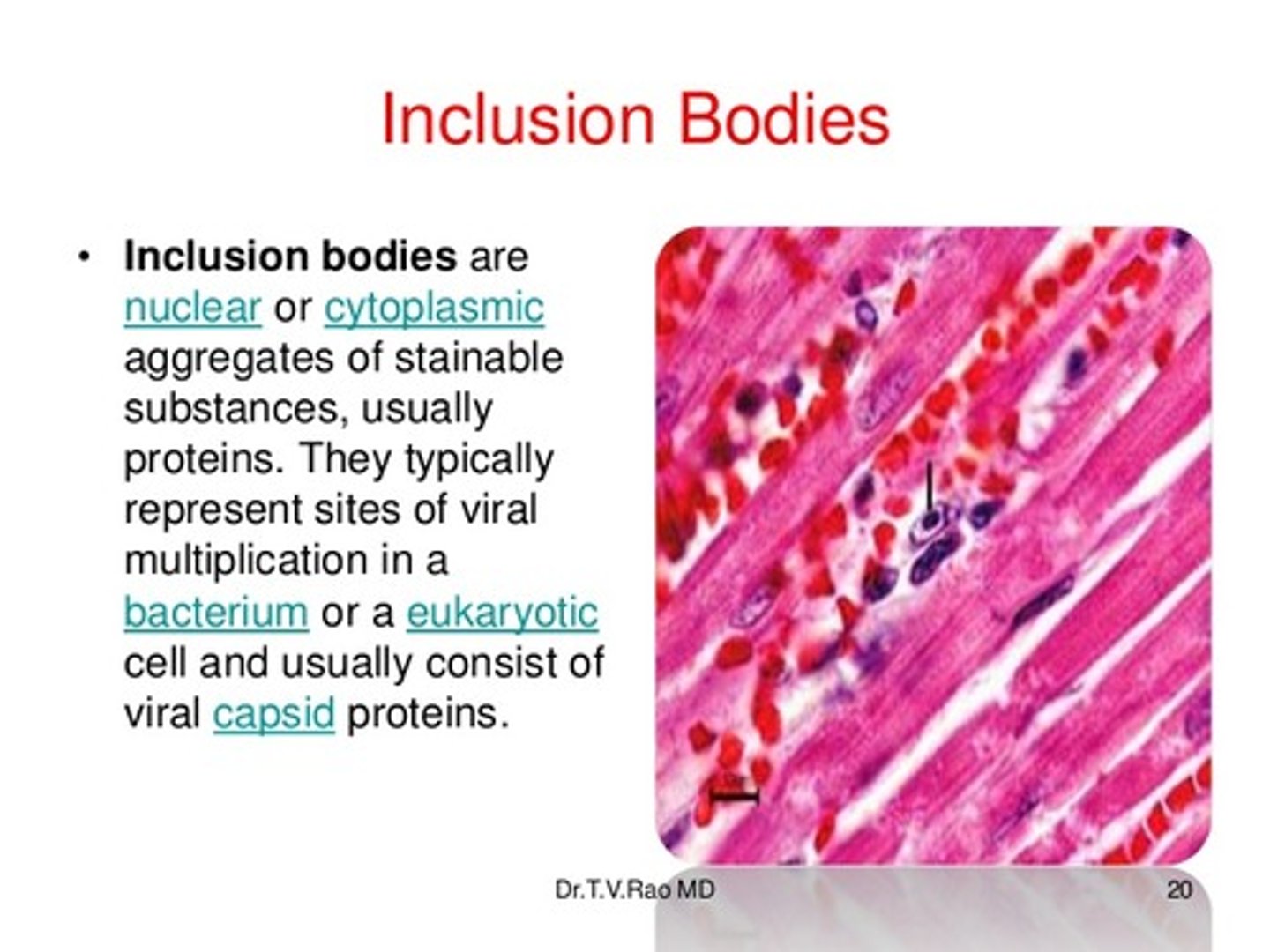 <p>Inclusion Bodies store things such as nutrients.</p><p>Plasmids contain extra DNA that may provide a protection to the bacteria.</p>