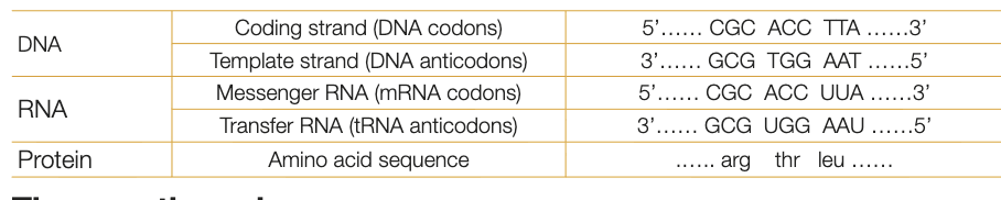 <ul><li><p>coding strand has DNA codons</p></li><li><p>template strand has DNA anticodins</p></li><li><p>mRNA molecules are synthesised against template strand in complementary pattern, therefore have mRNA codons (correspond to DNA codons in coding strand)</p></li><li><p>tRNA molecules with complementary anticodons to mRNA codons bring amino acids to polypeptide chain</p></li></ul><p></p>