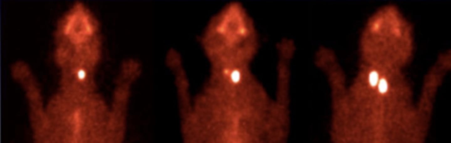 <p>what type of imaging was used to produce these images?</p>