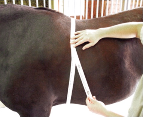 <ul><li><p><span>Weight is measured at girth area-just behind withers using a calibrated tape measure—species specific (cow vs horse)</span></p></li><li><p><span>Livestock scales are also becoming more common for both horses and cattle</span></p></li></ul><p></p>
