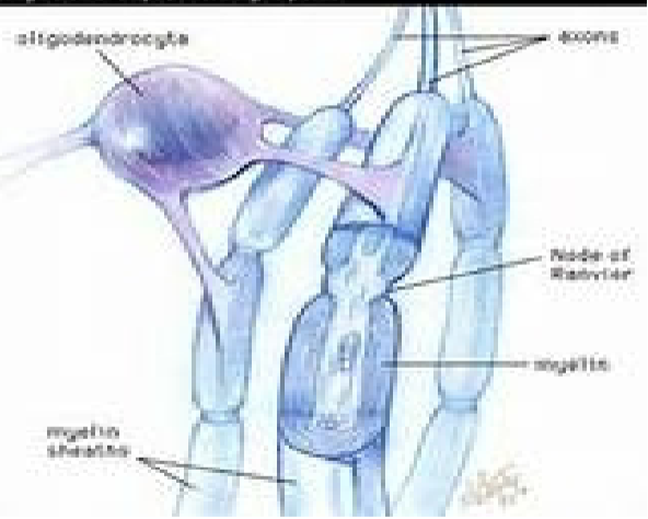 <p>which glial cell?</p><p>bulbous body with armlike processes</p><p>each process reaches out to a nerve fiber &amp; wraps around it with a myelin sheath</p>