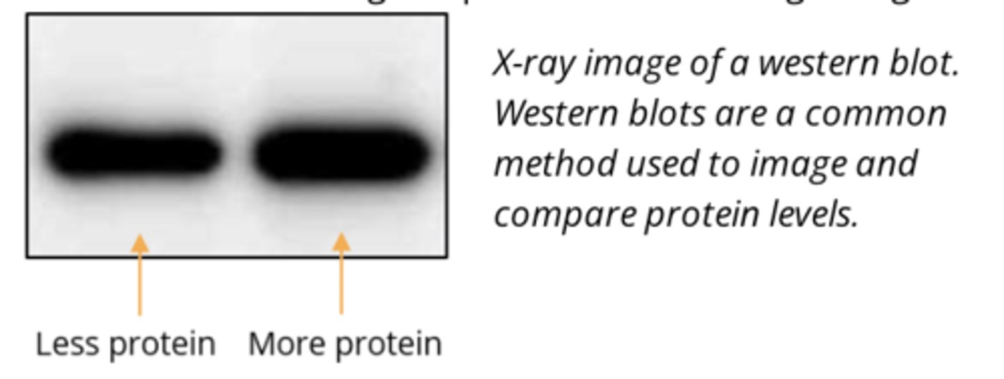 <p>- designed to understand a process' mechanism of action</p>