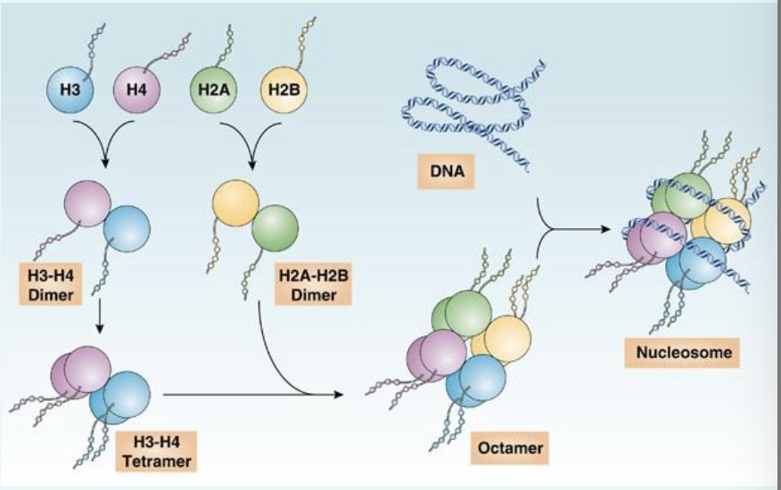 <p>basic proteins (positive charged) that DNA (negatively charged) wraps around to form nucleosomes</p><p>core histone: <strong>H2A, H2B, H3 and H4 </strong>to form histone octamer</p><p>H2A-H2B Dimer + H3-H4 dimer </p><p><strong>Histone H1: linker to compact nucleosomes</strong></p>