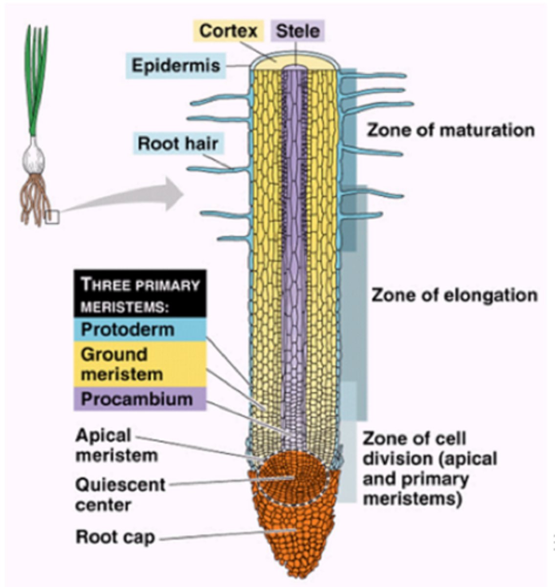 <p>root: zone of root hairs</p>