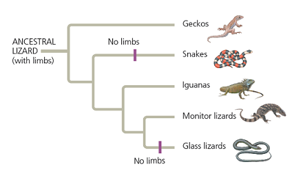 <p>In the evolutionary tree shown, identify the sister taxon or taxa of iguanas.</p>