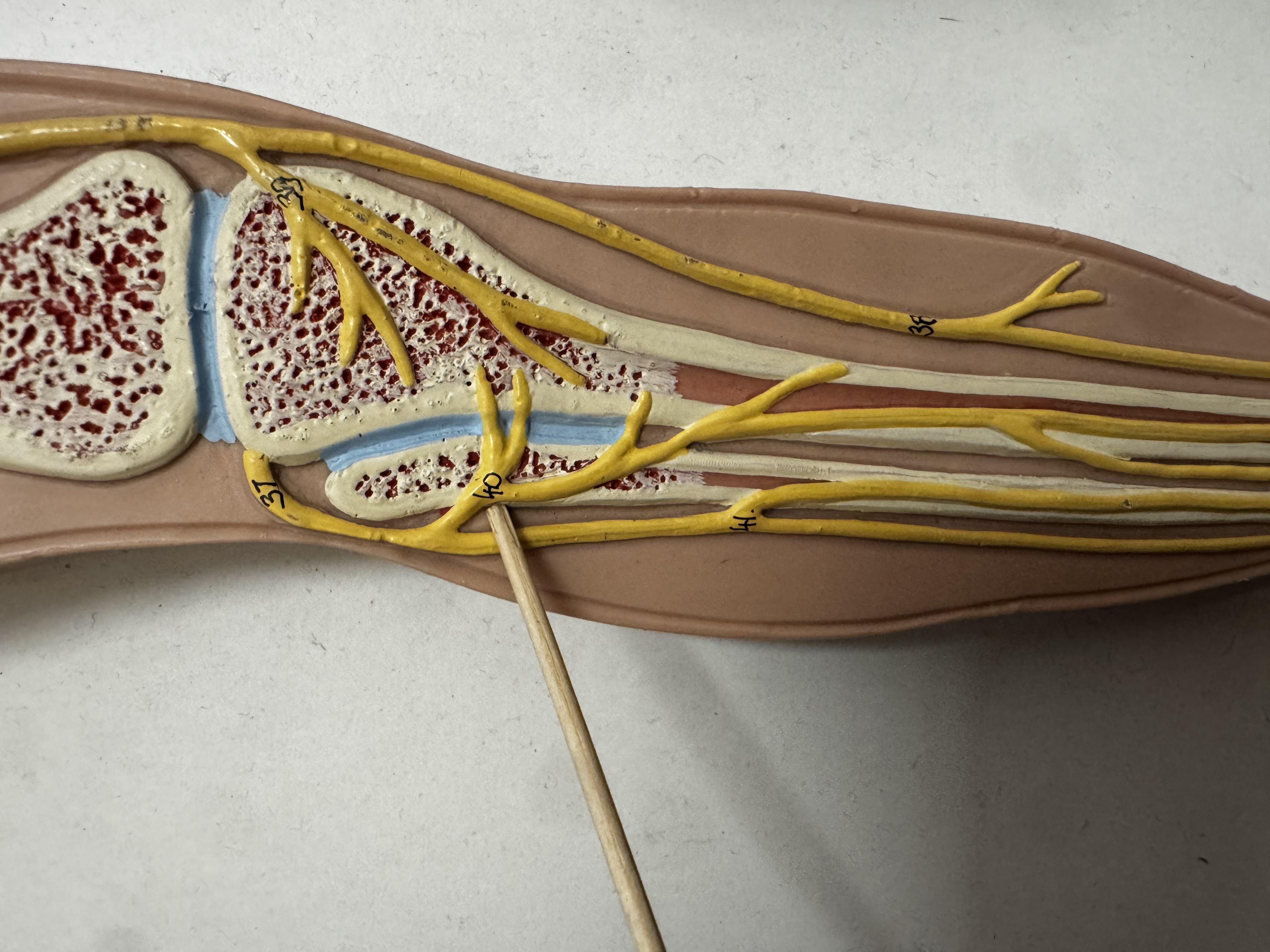 knowt flashcard image