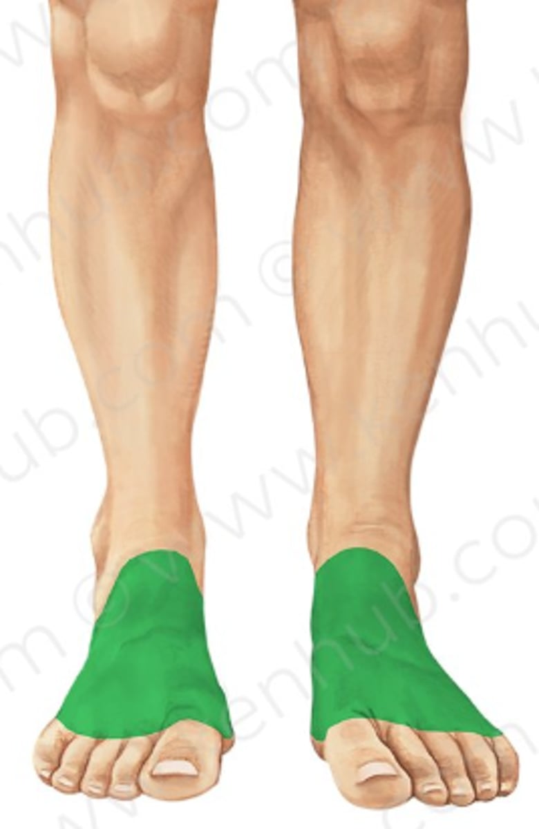 <p>Top of the foot</p>