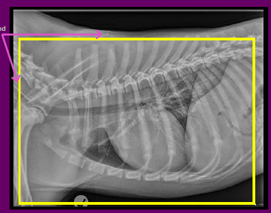 ARTEFACTS
No unexpected artefacts 
You can note the presence of ETT and Microchip COLLIMATION 
Could be improved- See yellow box
EXPOSURE EI: 239 indicates underexposed 
Lung markings themselves look adequately exposed
Good