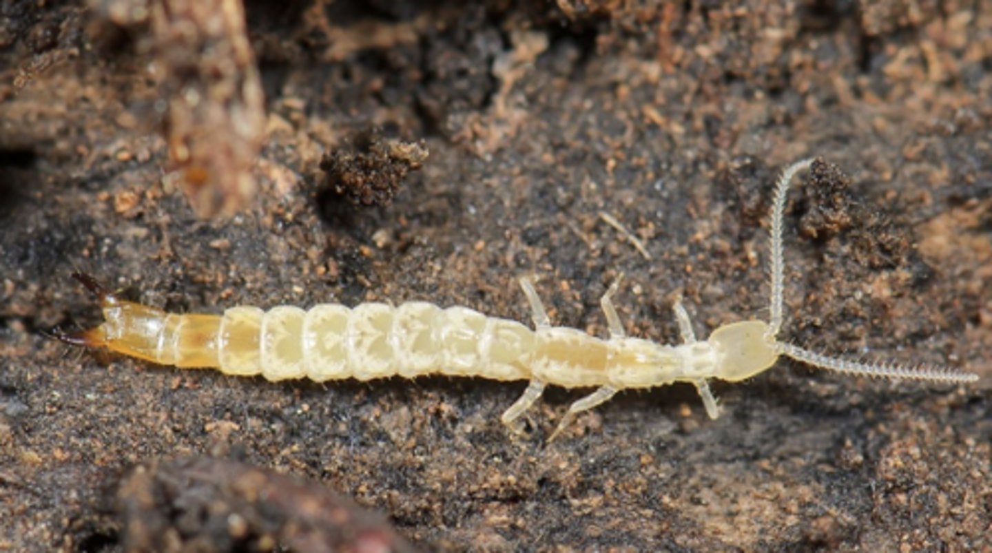 <p>wingless hexapods: two long tails (may be modified to pincers), two long antennae; ametabolous; monocondylic mandibles (one joint); 800 spp</p>