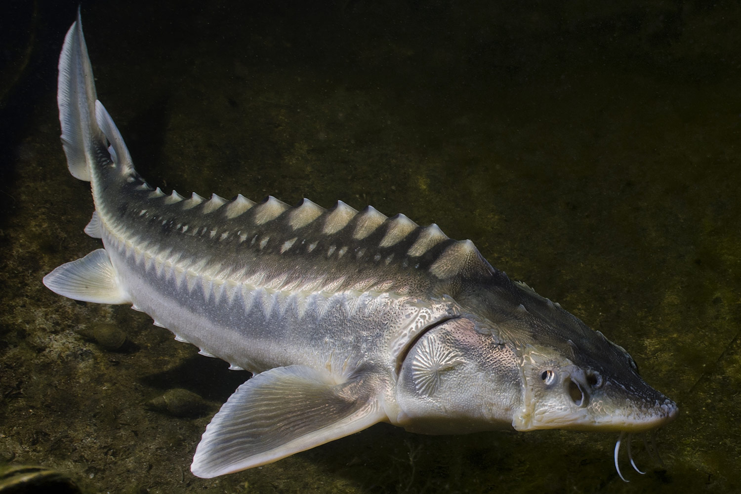 <p>sturgeons</p>