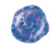 <p>name, amount in blood, function</p>