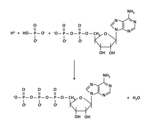 <p>reakcja jest przypadkiem:</p>