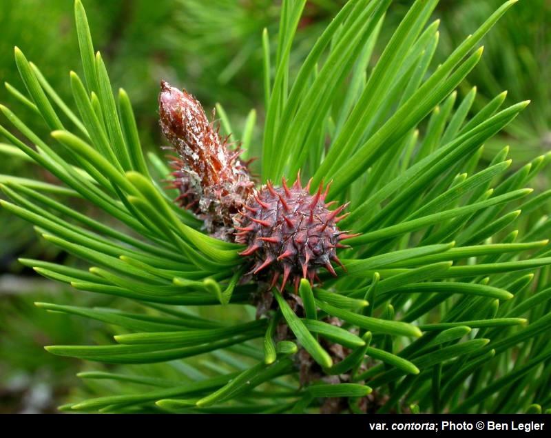 <p>Pinus contorta. cones in 2s. 2/fascicle, twisted</p>