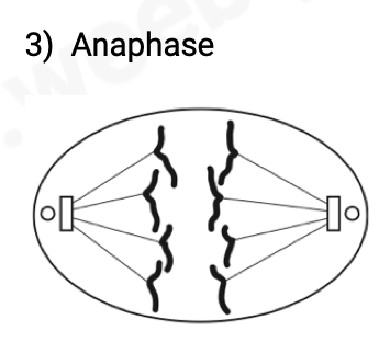 <ul><li><p><span>chromatids move to opposite poles, centromeres are first pulled by microtubules</span></p></li><li><p><span>spindle fibres contract and chromosomes are pulled to the opposite ends</span></p></li></ul>