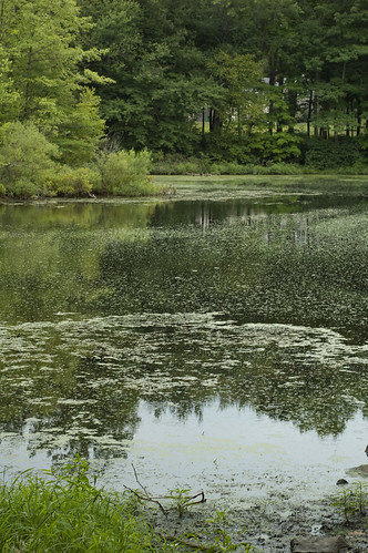 - High nutrients
- Murkier water
- Light cannot penetrate as deep
- Often looks green

