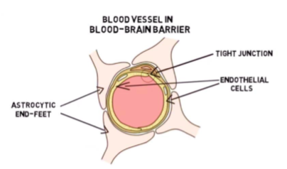 <p>Blood-Brain Barrier (BBB)</p>