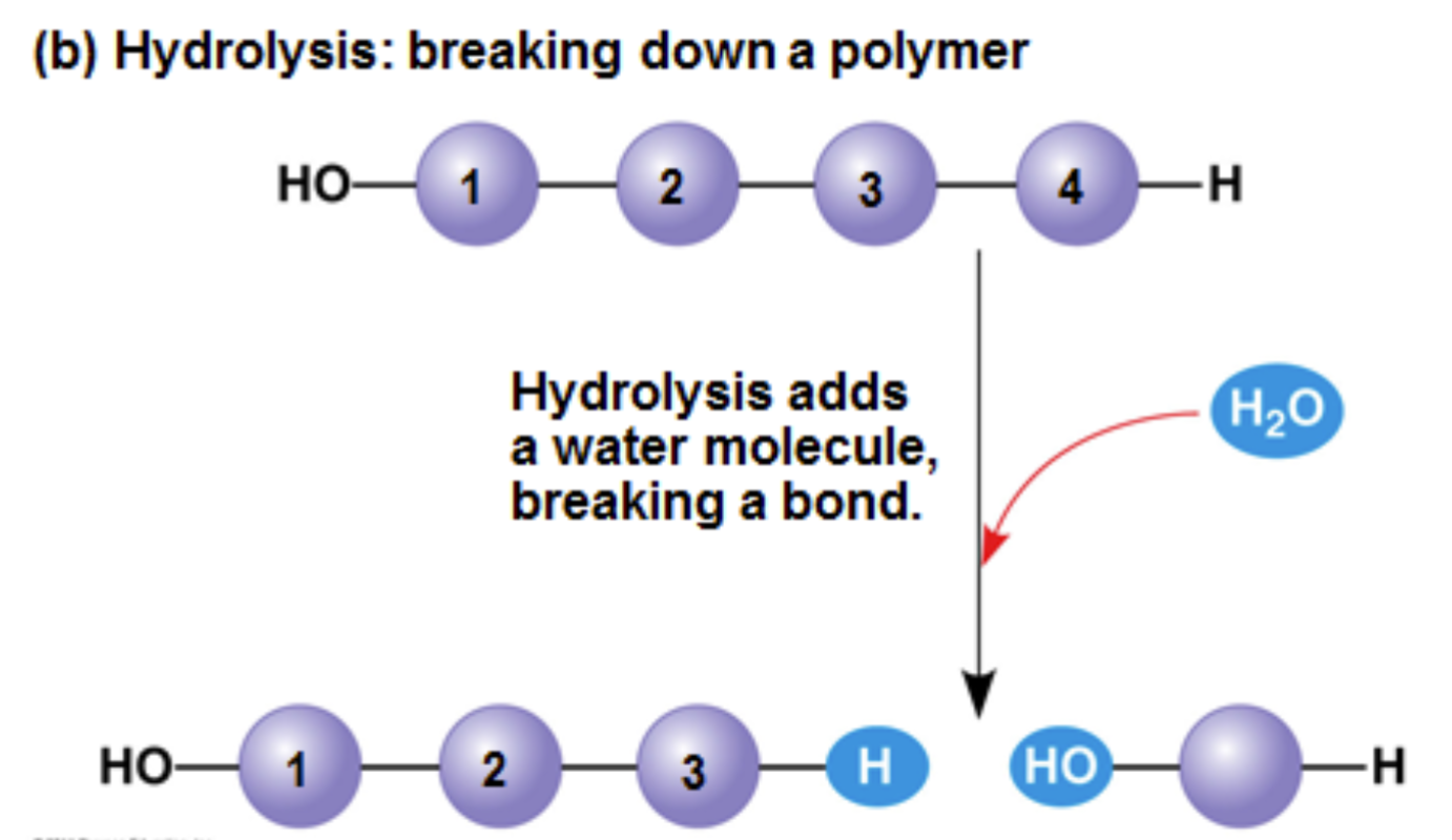 <p>Polymers are disassembled to monomers by by this process, a reaction that is essentially the reverse of the dehydration reaction</p><p>An enzyme reaction using water thereby adding hydrogen to one side and hydroxide to the other side of a bond within a polymer resulting in smaller molecules or monomers.</p>