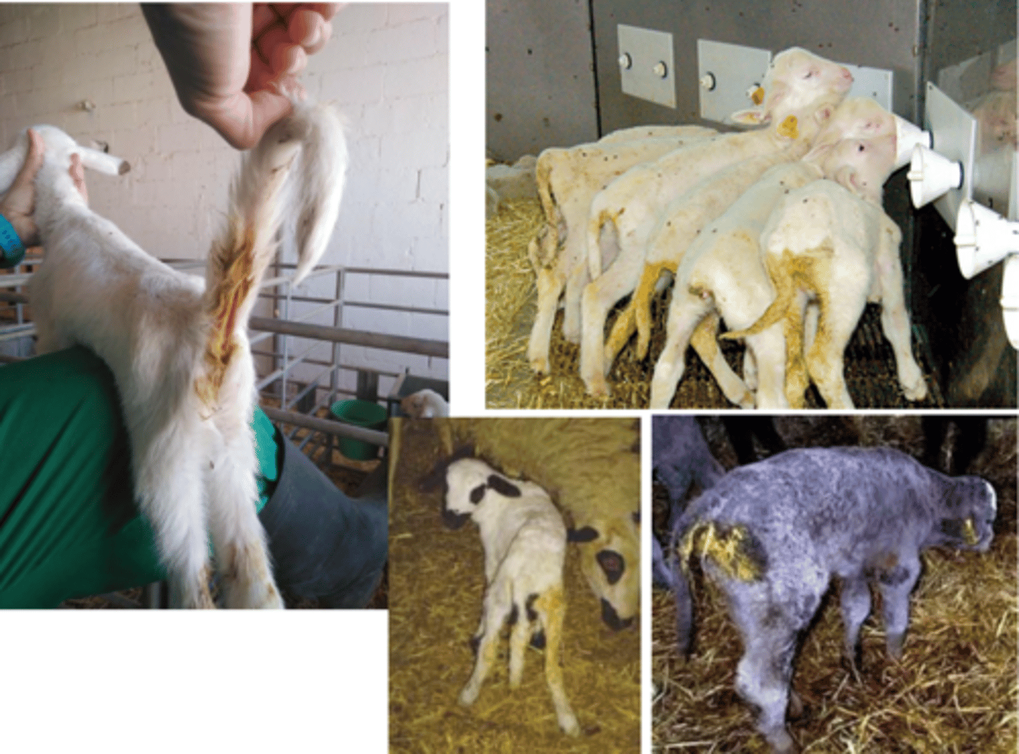 <p>diarrea amarillenta</p><p>- 3-5d a 1-2sem</p><p>- sin sangre</p><p>anorexia</p><p>dolor abdominal</p><p>pérdida de peso</p><p>postración fiebre</p>