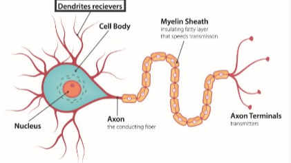 <ul><li><p>Dendrites</p></li><li><p>Axon</p></li><li><p>Myelin sheath</p></li><li><p>Axon terminal </p></li></ul>