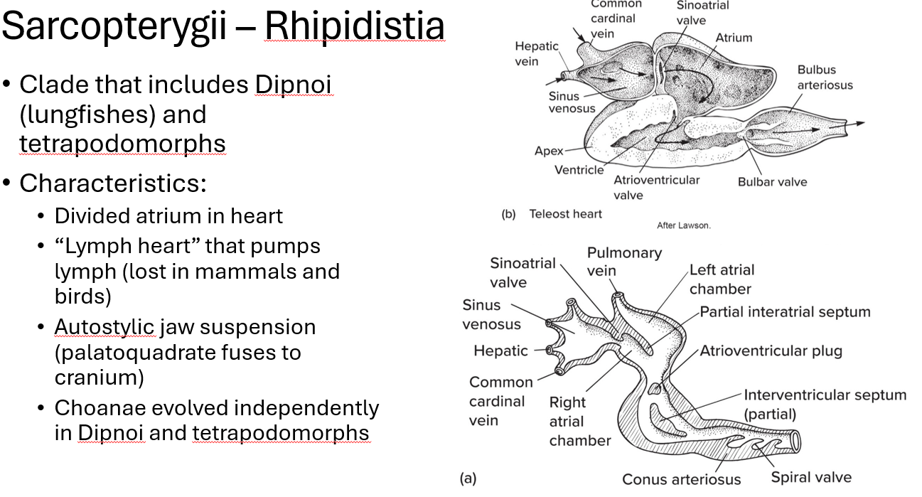 <p>the ventricle</p>