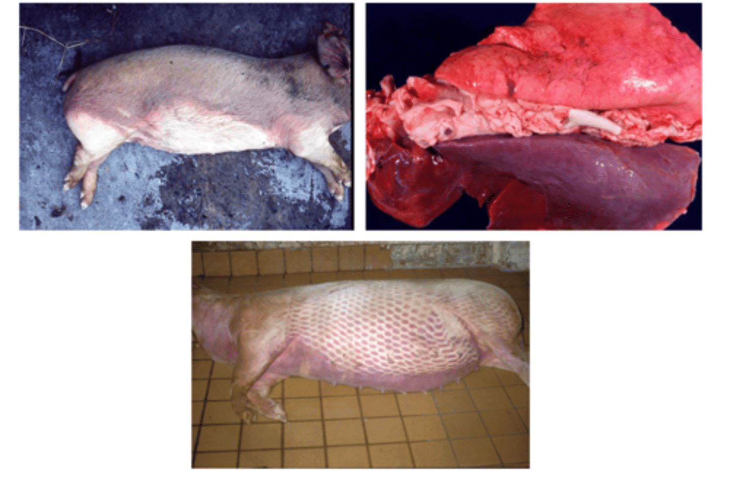 <p>- Skin and paired viscera (lungs and kidneys)</p><p>- Results in purple-red "bruising" on dependent skin/organs</p>