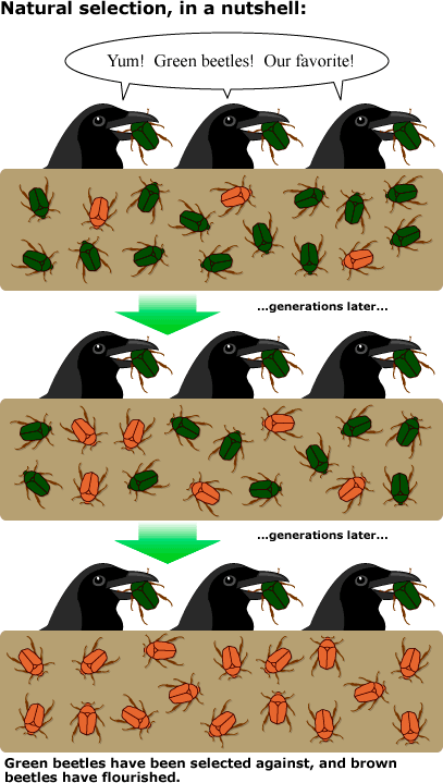 <ul><li><p><span style="color: #de7efa"><strong>The process by which organisms with variations most suited to their local environment survive and leave more offspring</strong>. </span></p></li></ul><p><span>It is a process in nature that operates like artificial selection. The environment, not a farmer or animal breeder, influences fitness in natural selection.</span></p><p></p>