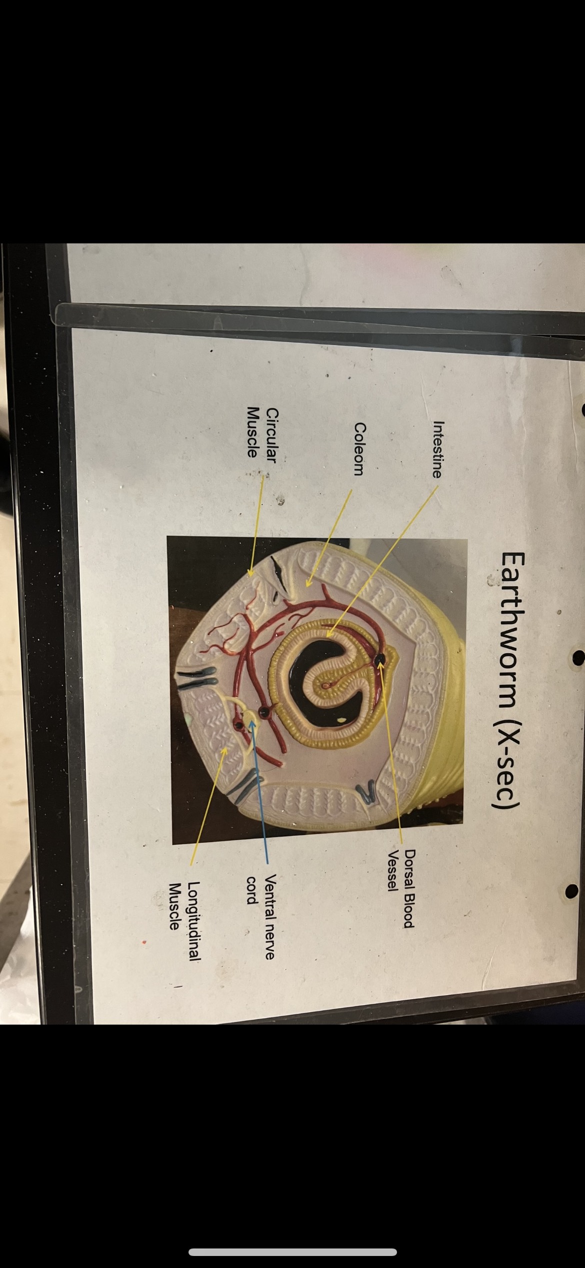 knowt flashcard image