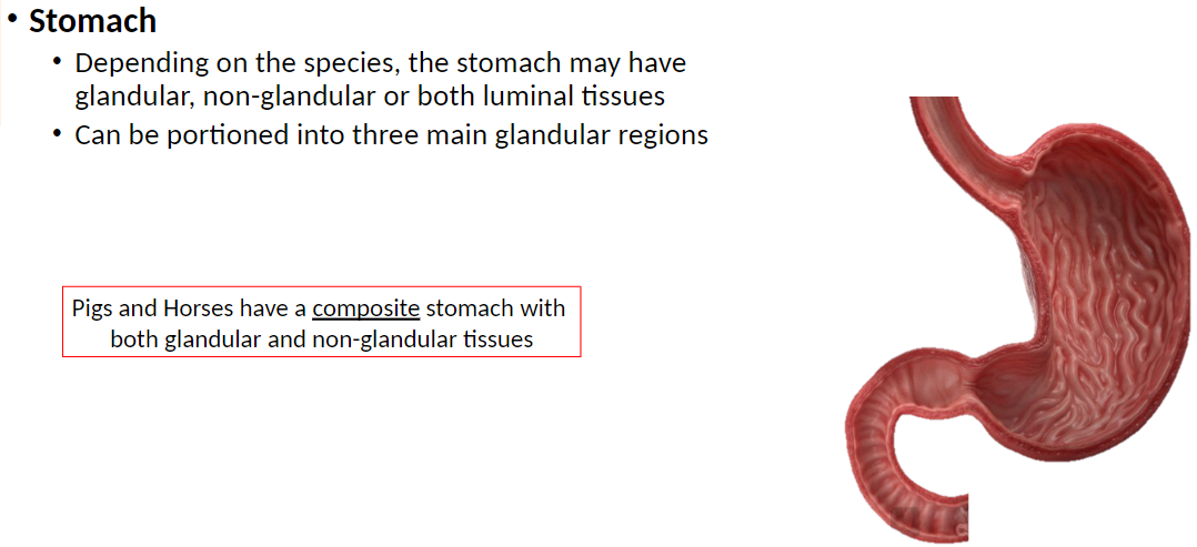 <p><strong>Stomach Tissues</strong>: Depending on species, stomach may have glandular, non-glandular, or both types of luminal tissues (epithelial layers that line the internal, open space (lumen) of tubular organs, glands, and ducts, such as the mammary ducts, intestines, and blood vessels)</p><p><strong>Glandular Regions</strong>: Stomach can be portioned into three main glandular regions (fundus, body, pylorus) for secretion of acid and digestive enzymes</p><p><strong>Composite Stomach</strong>: Pigs and horses have both glandular and non-glandular tissues<br> Glandular region: Secretes acid and enzymes<br> Non-glandular region: Mainly storage and mechanical processing of food</p>